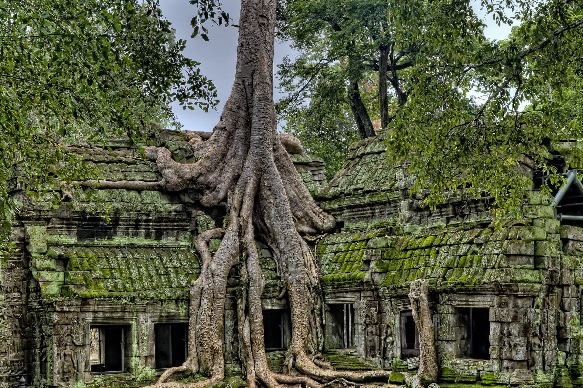 Ancient tree roots over stone